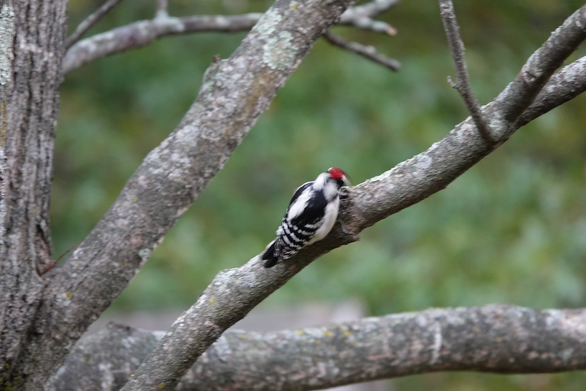 Downy Woodpecker - ML609938147