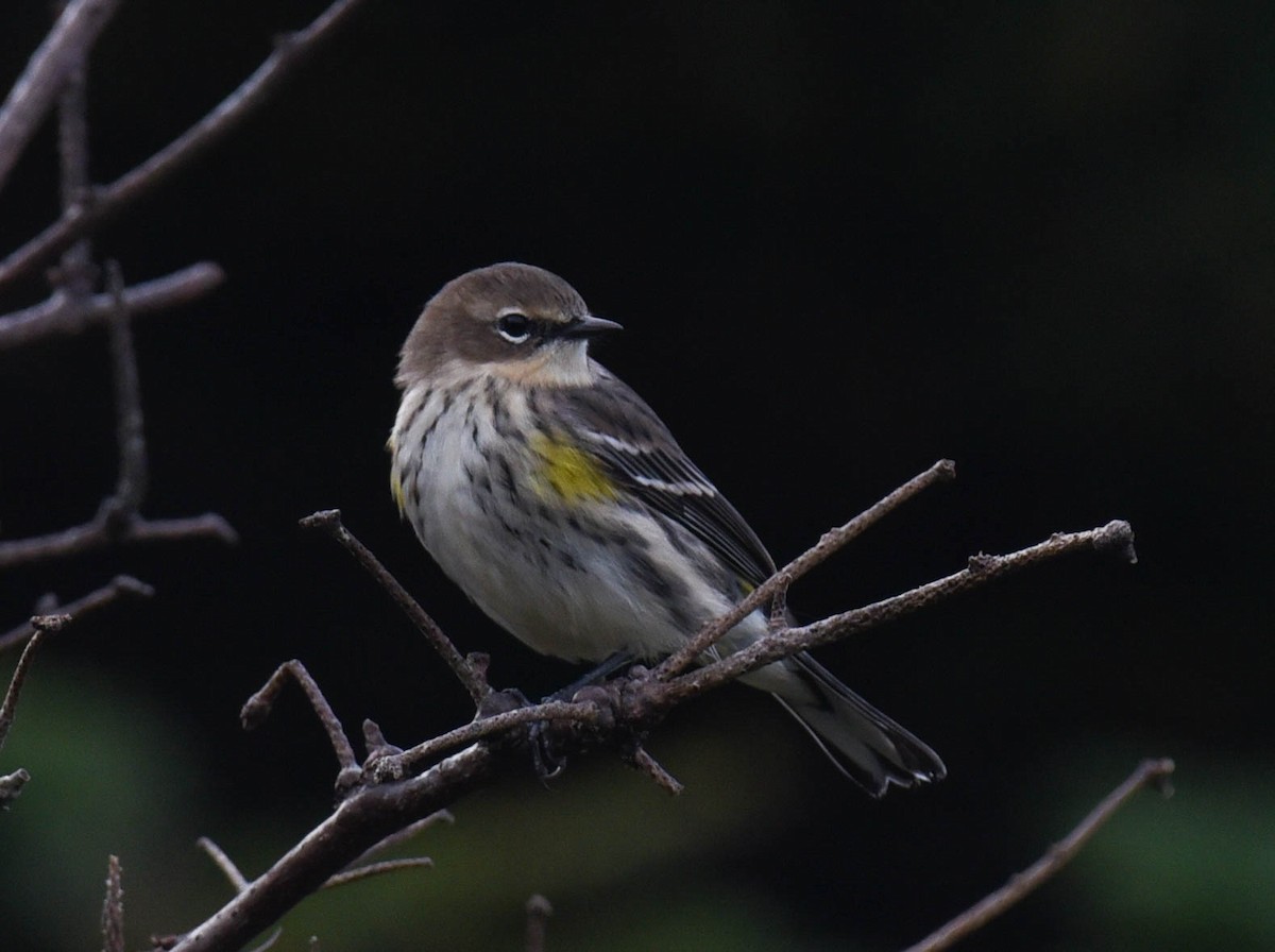 Yellow-rumped Warbler - ML609938156