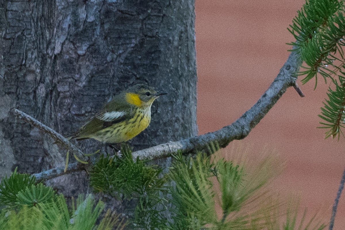 Cape May Warbler - ML609938262