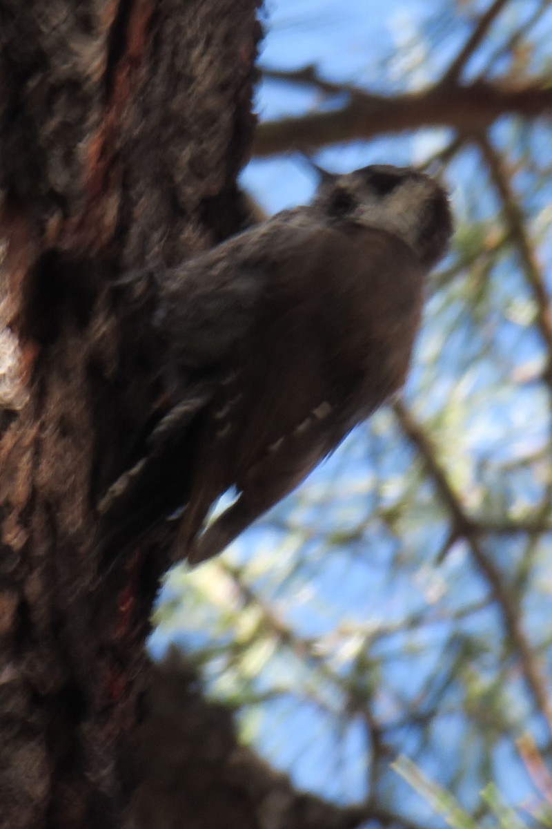 Arizona Woodpecker - Gail Johnson