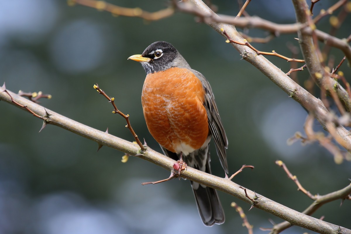 American Robin - Peter Candido
