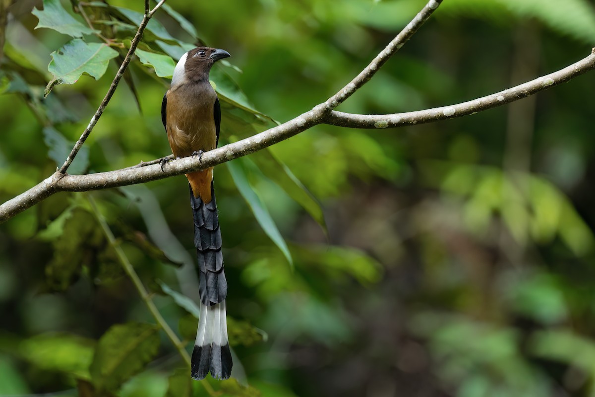 Sumatran Treepie - ML609938352