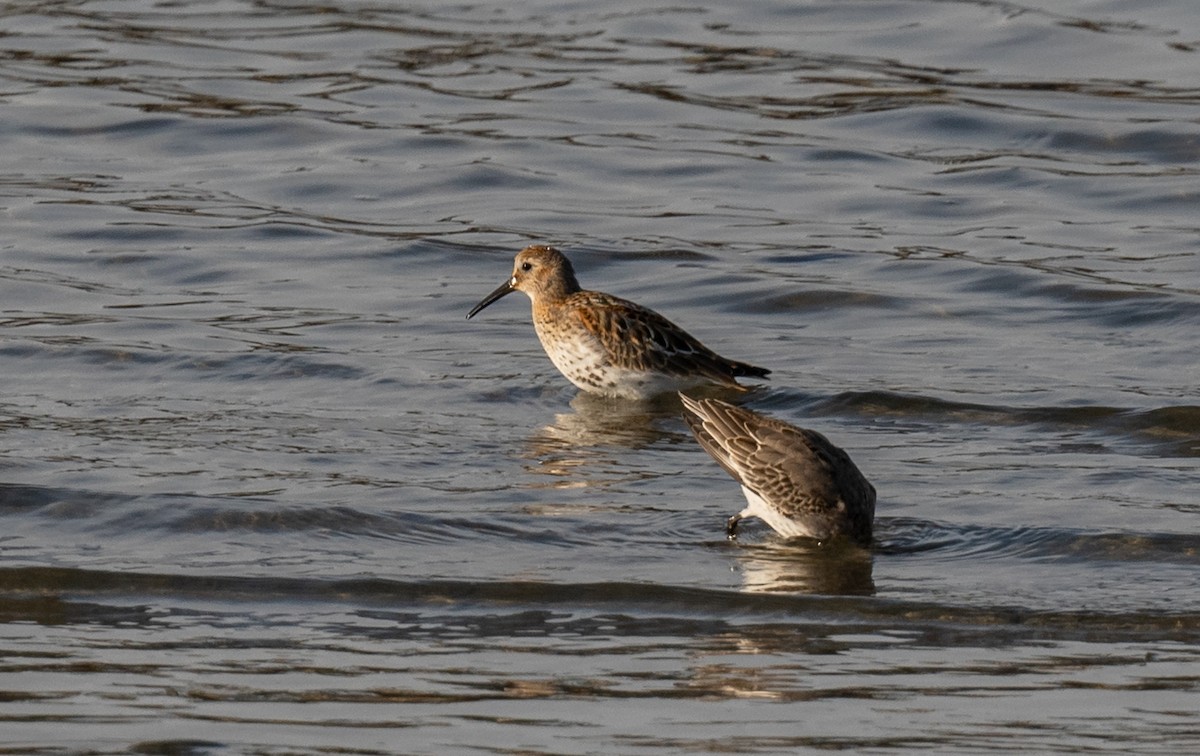 Dunlin - ML609938358