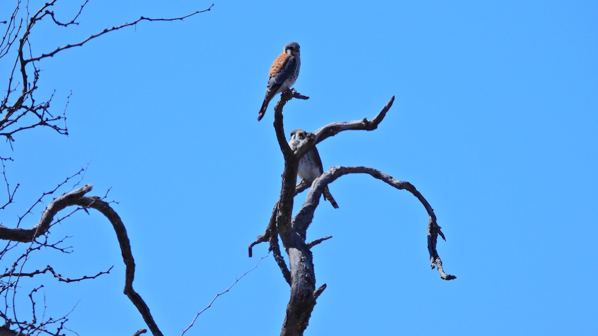 American Kestrel - ML609938399