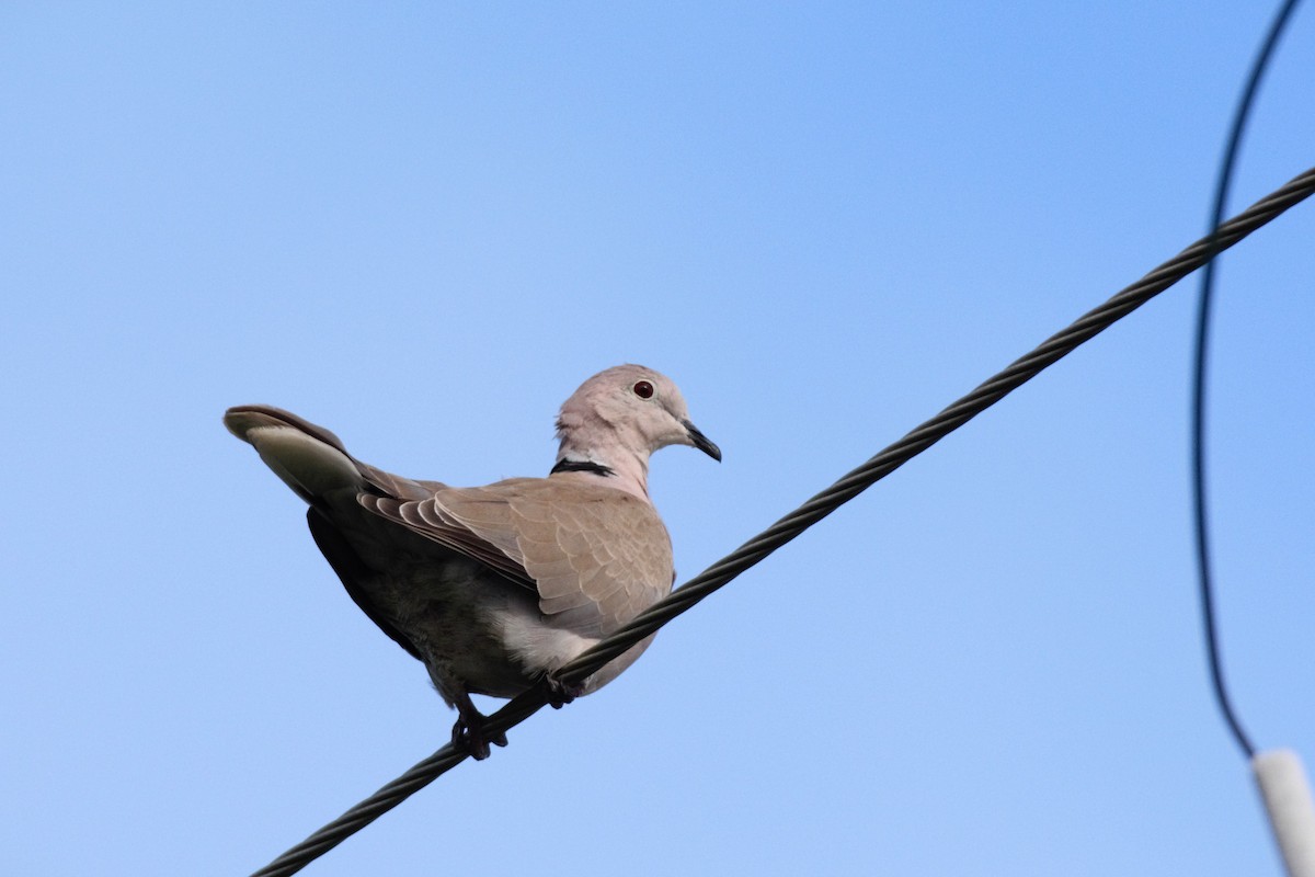 Eurasian Collared-Dove - ML609938419