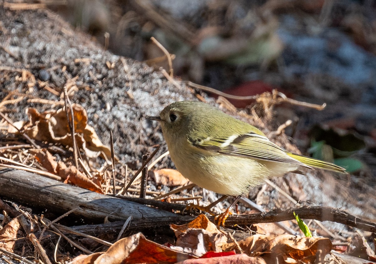 Ruby-crowned Kinglet - ML609938430