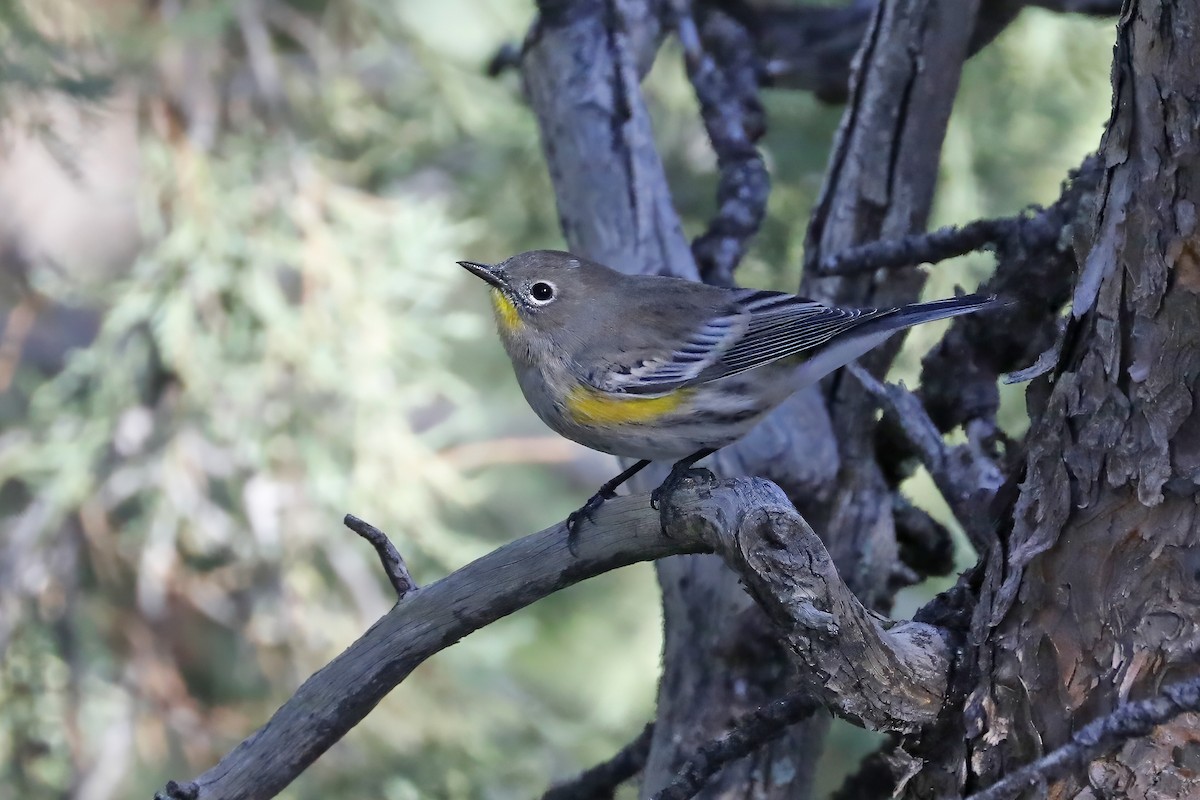 Yellow-rumped Warbler (Audubon's) - Tommy Childers