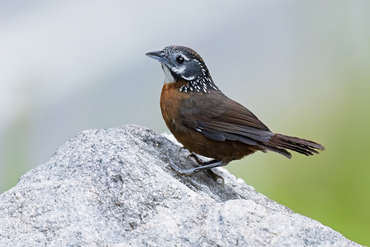 Spot-necked Babbler - ML609938487