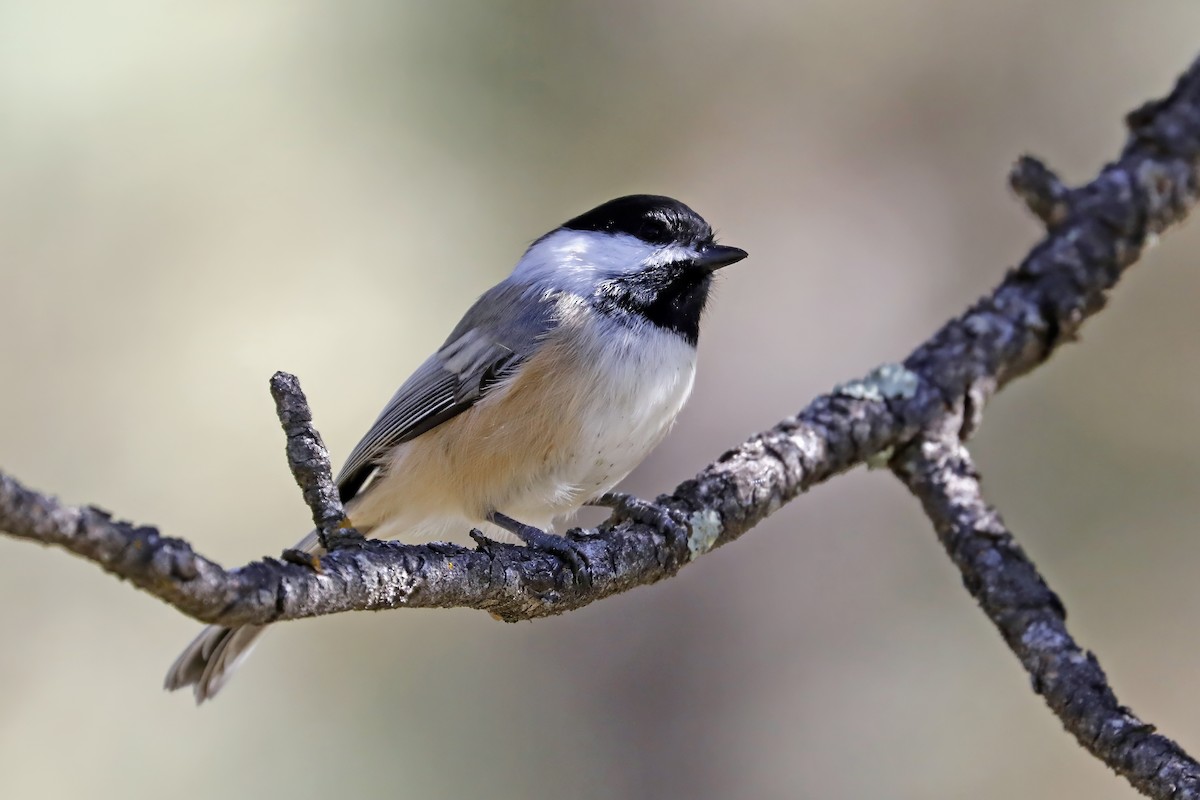 Black-capped Chickadee - Tommy Childers