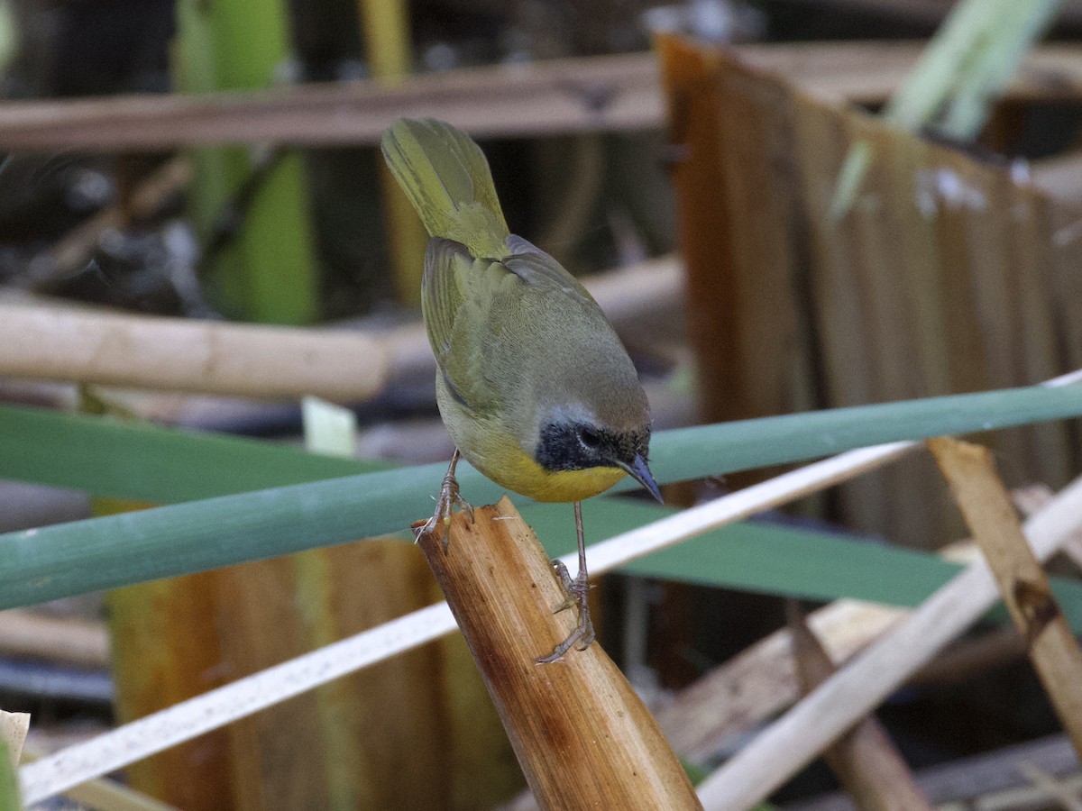 Common Yellowthroat - ML609938690