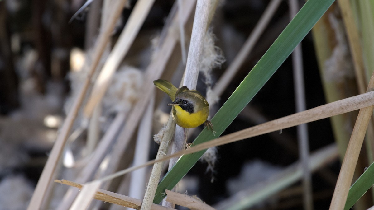 Common Yellowthroat - ML609938723