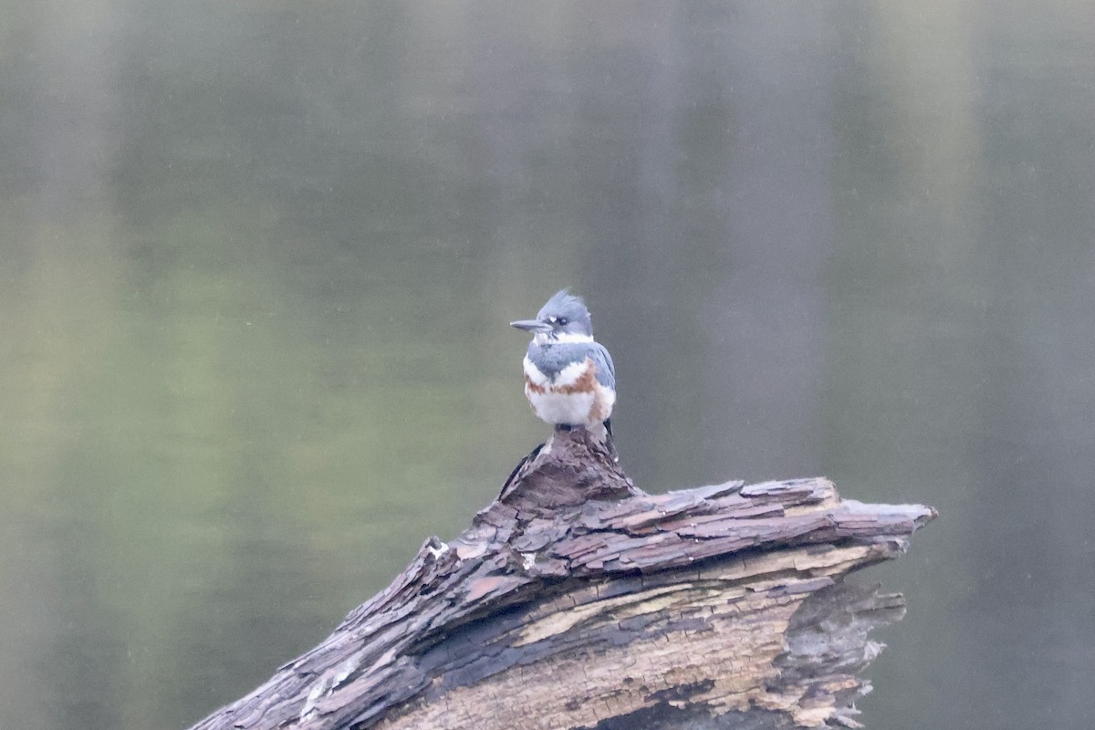 Belted Kingfisher - ML609938851