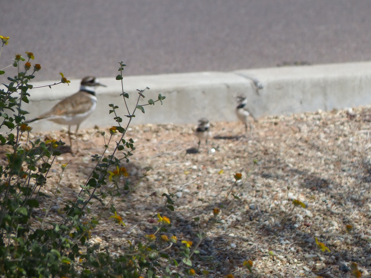 Killdeer - ML609938891