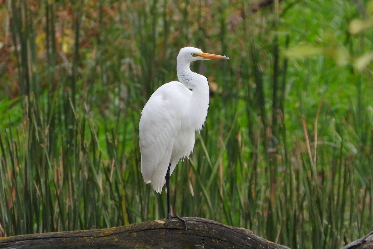 Great Egret - Bonnie Heinecke