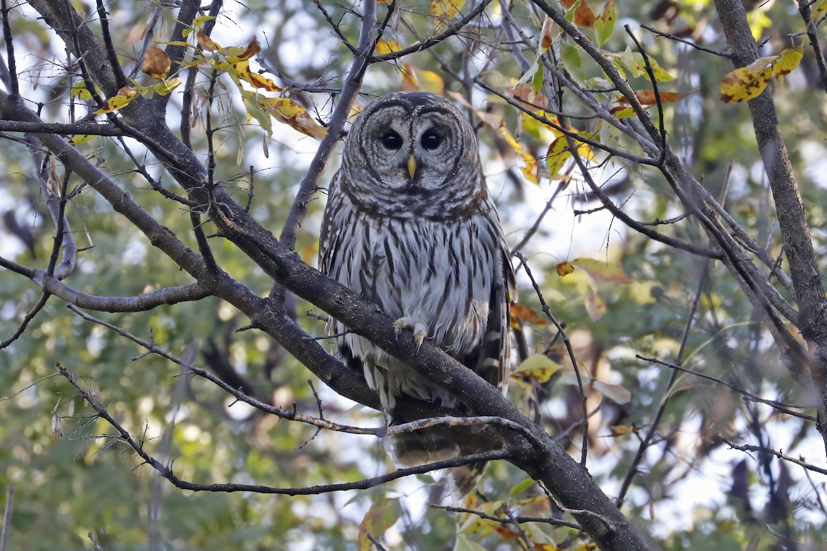 Barred Owl - ML609938931