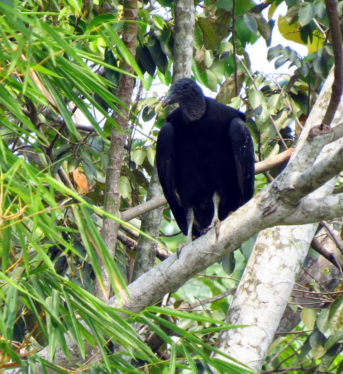 Black Vulture - ML609939195