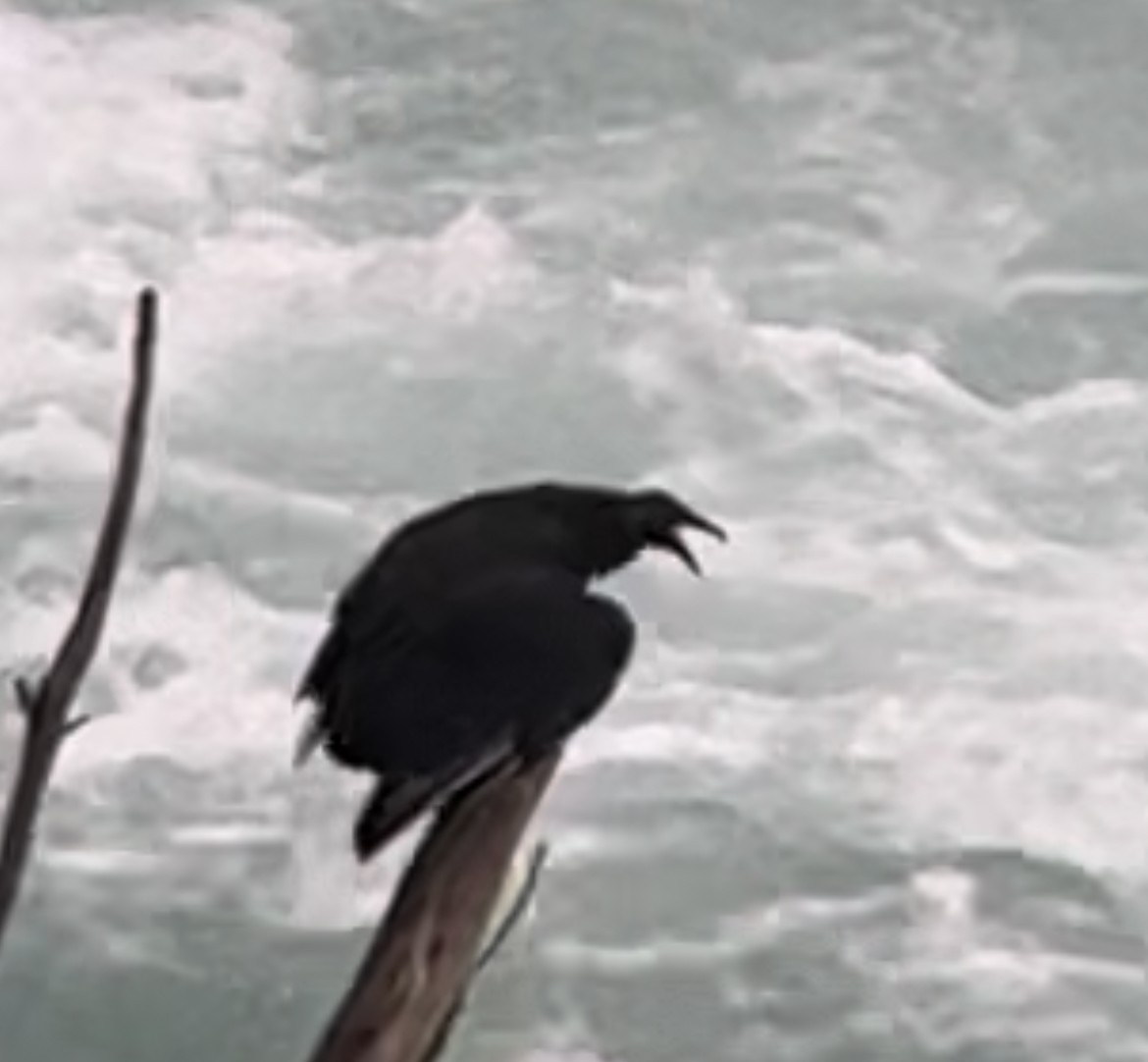 Black Vulture - ML609939198