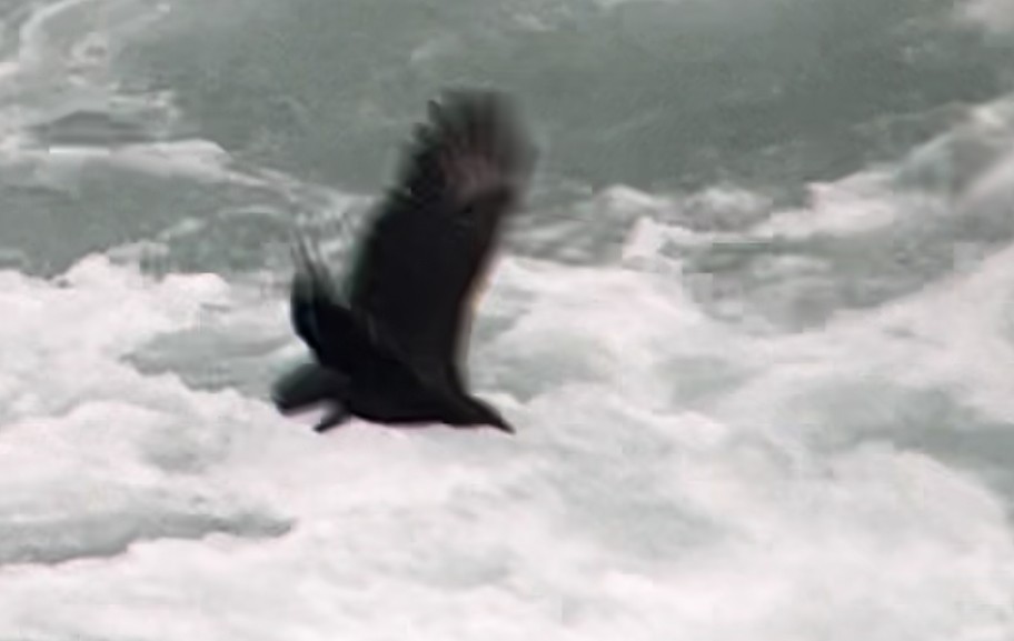 Black Vulture - ML609939199