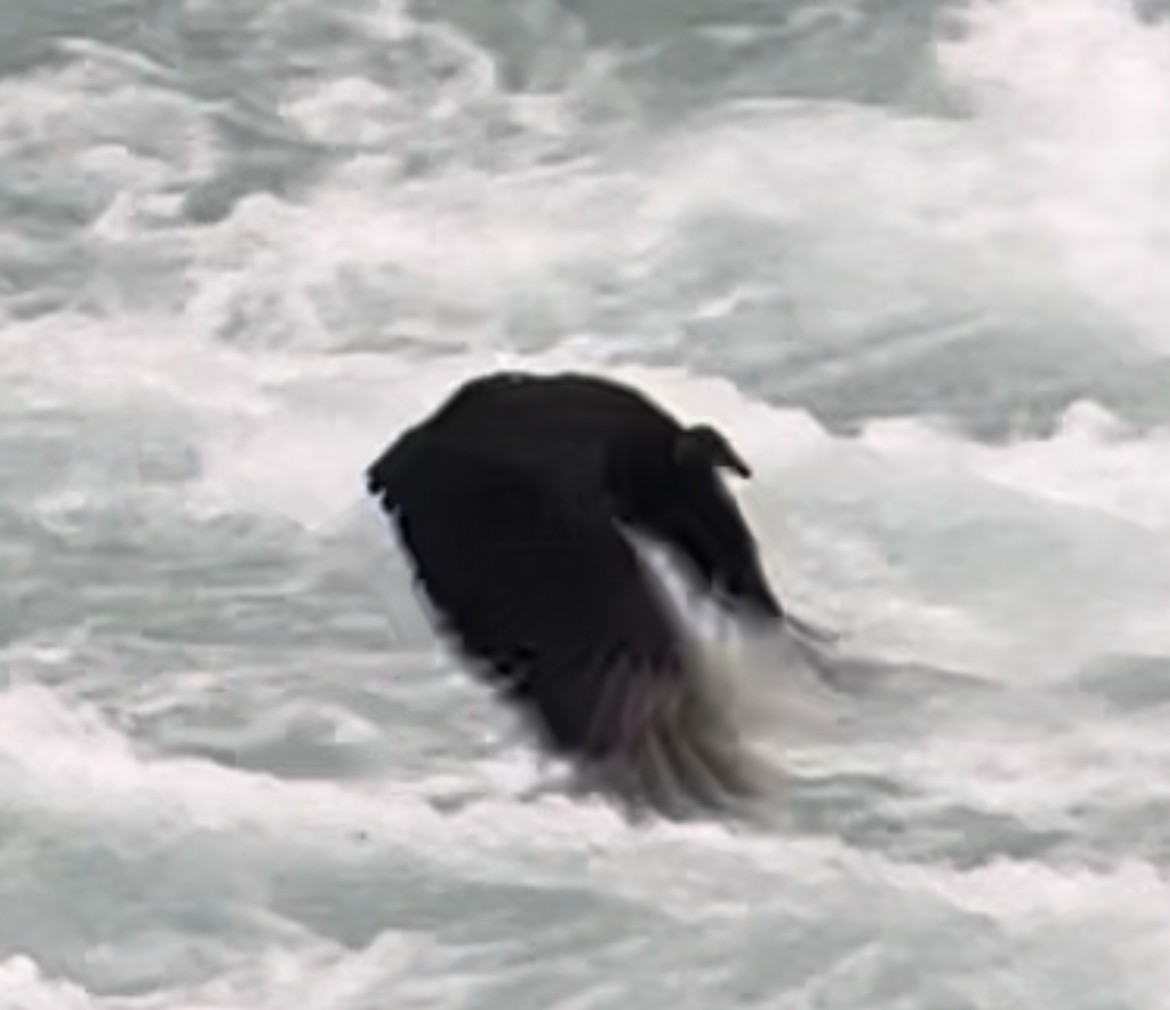 Black Vulture - ML609939201