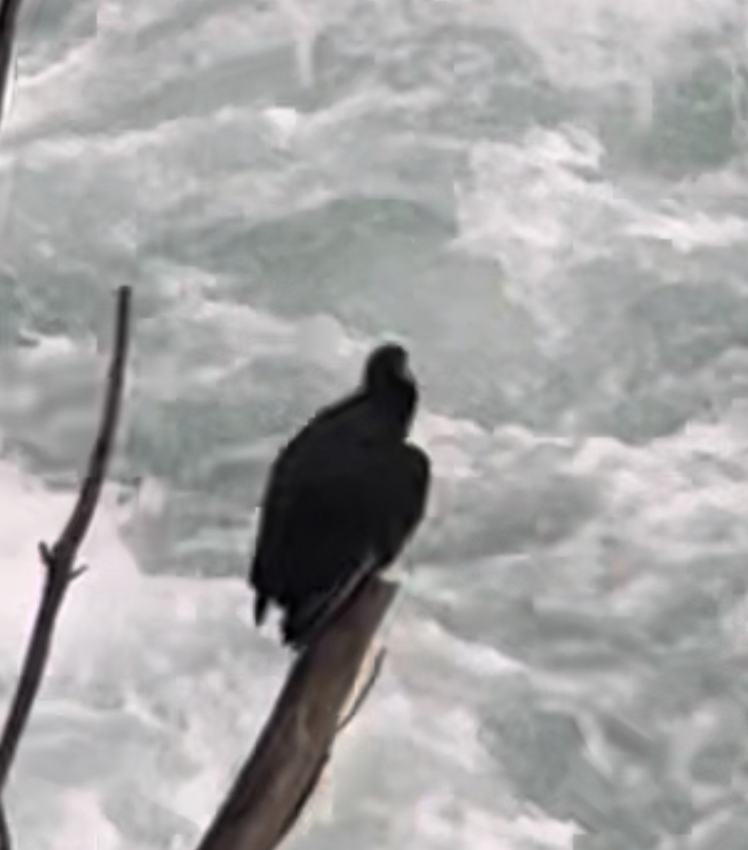 Black Vulture - ML609939202