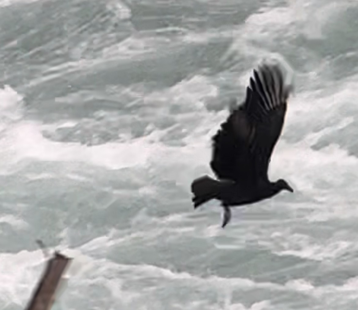 Black Vulture - ML609939203
