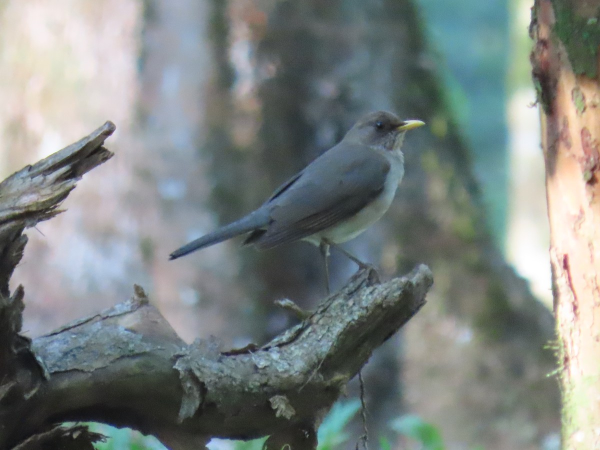 Creamy-bellied Thrush - ML609939226