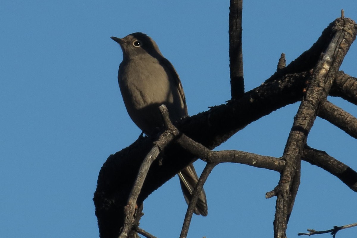 Townsend's Solitaire - ML609939236