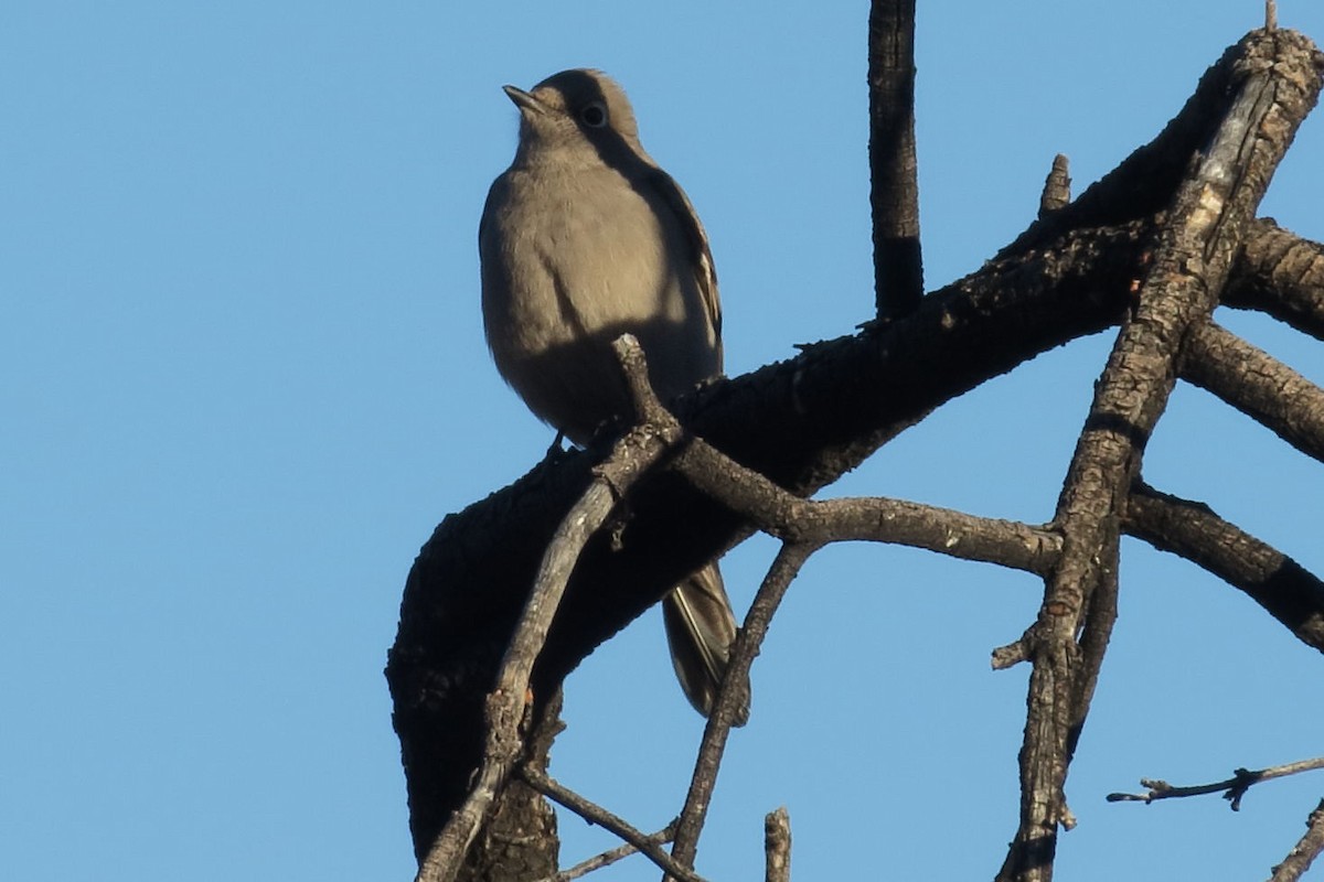 Townsend's Solitaire - ML609939237