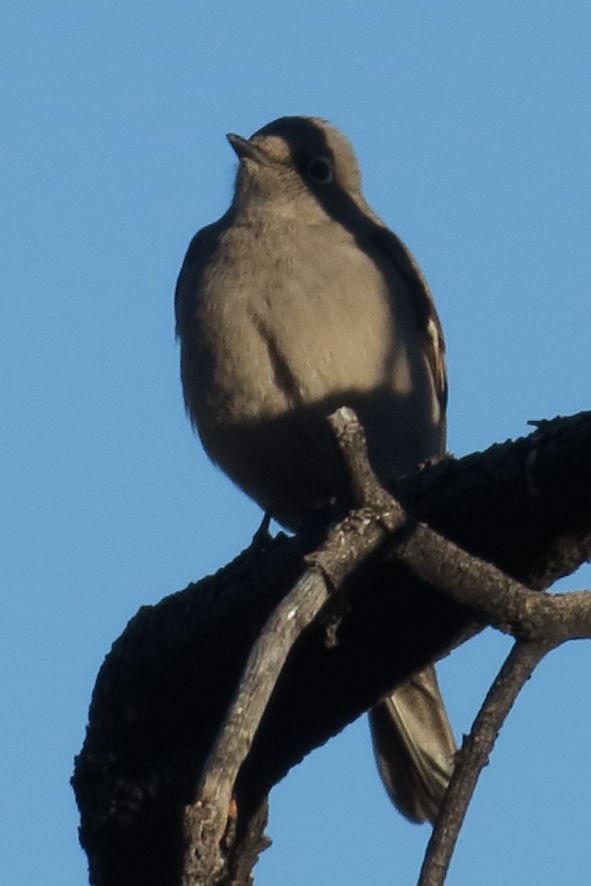 Townsend's Solitaire - ML609939239