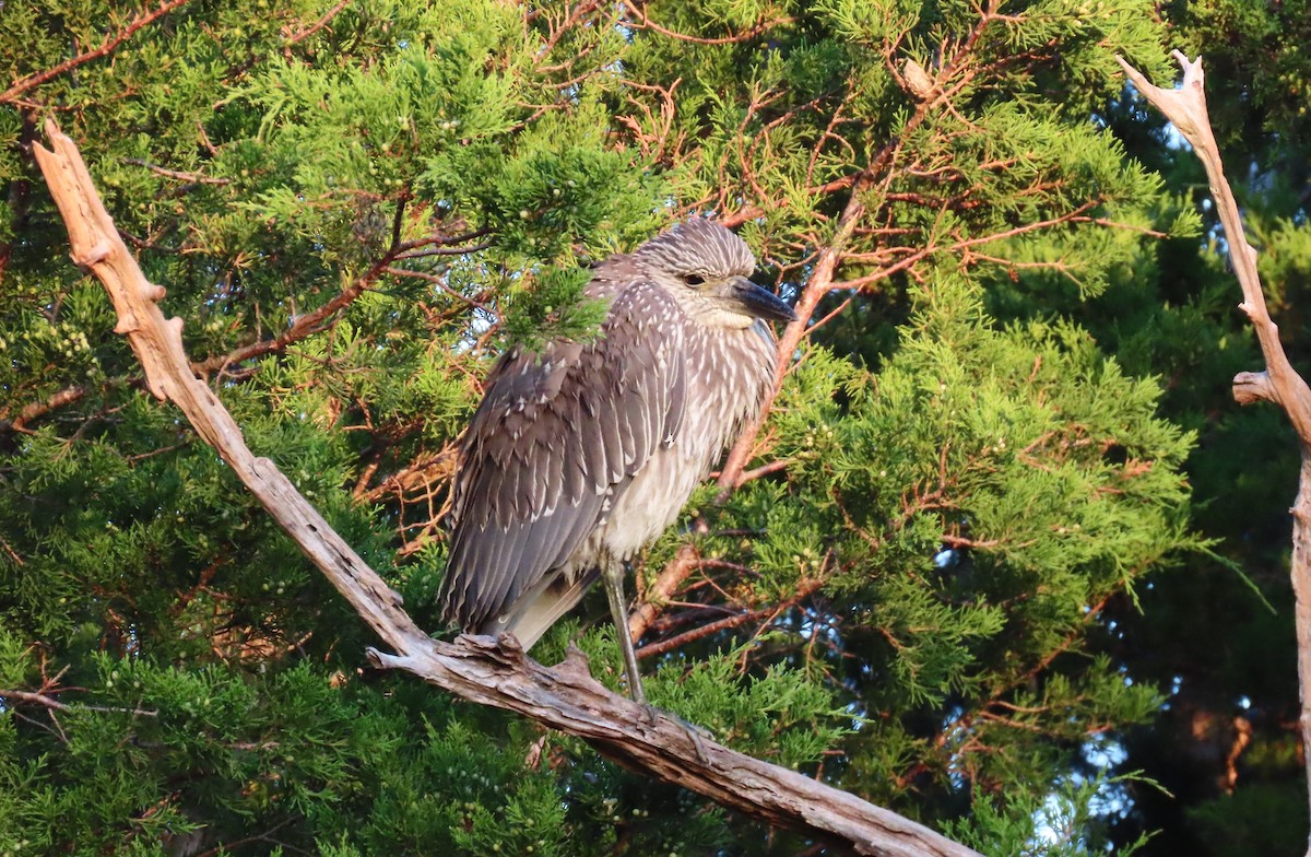 Yellow-crowned Night Heron - ML609939257