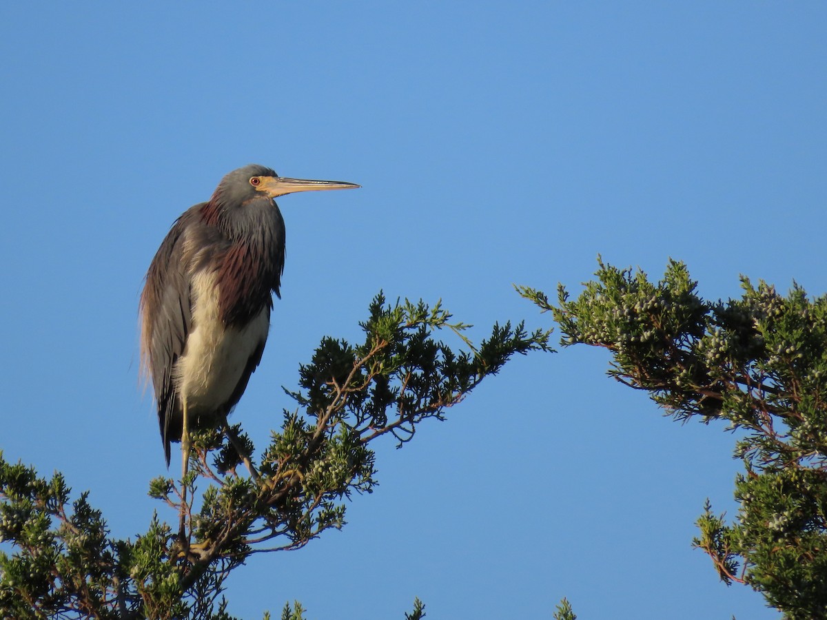 Tricolored Heron - ML609939280