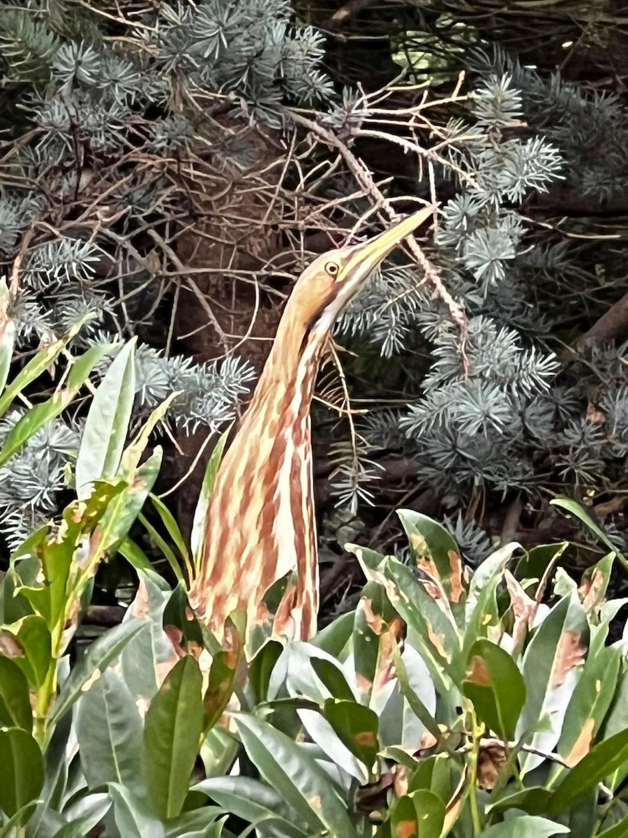 American Bittern - ML609939288