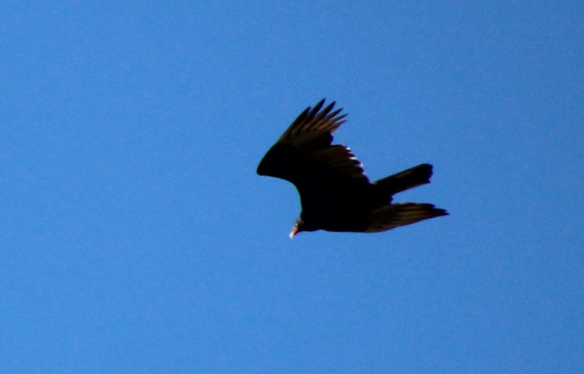 Turkey Vulture - ML609939417