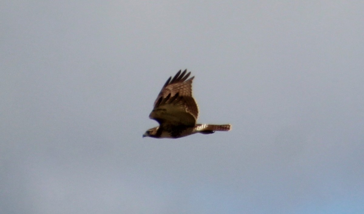 Red-tailed Hawk - ML609939424