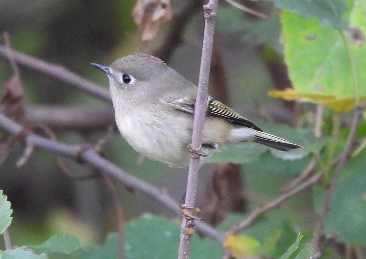 Ruby-crowned Kinglet - ML609939429