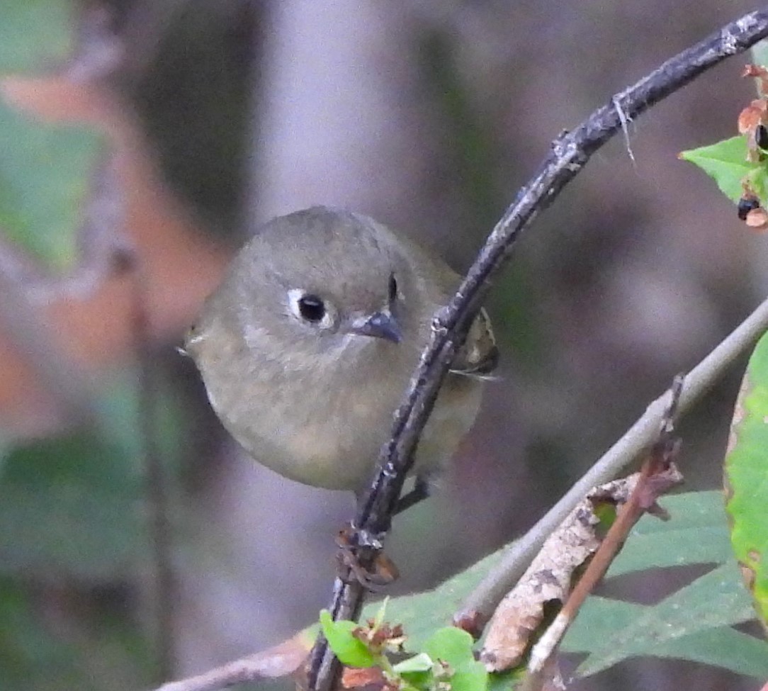 Ruby-crowned Kinglet - ML609939430