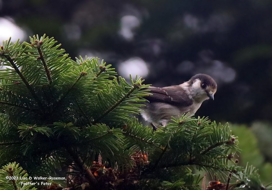 Canada Jay (Pacific) - ML609939485