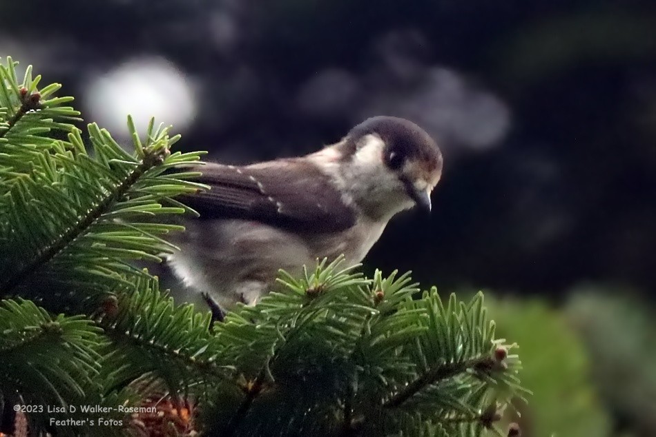 Arrendajo Canadiense (obscurus/griseus) - ML609939486