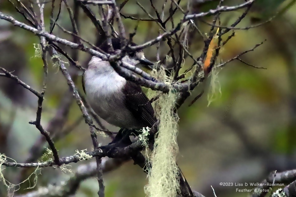 Canada Jay (Pacific) - Lisa Walker-Roseman