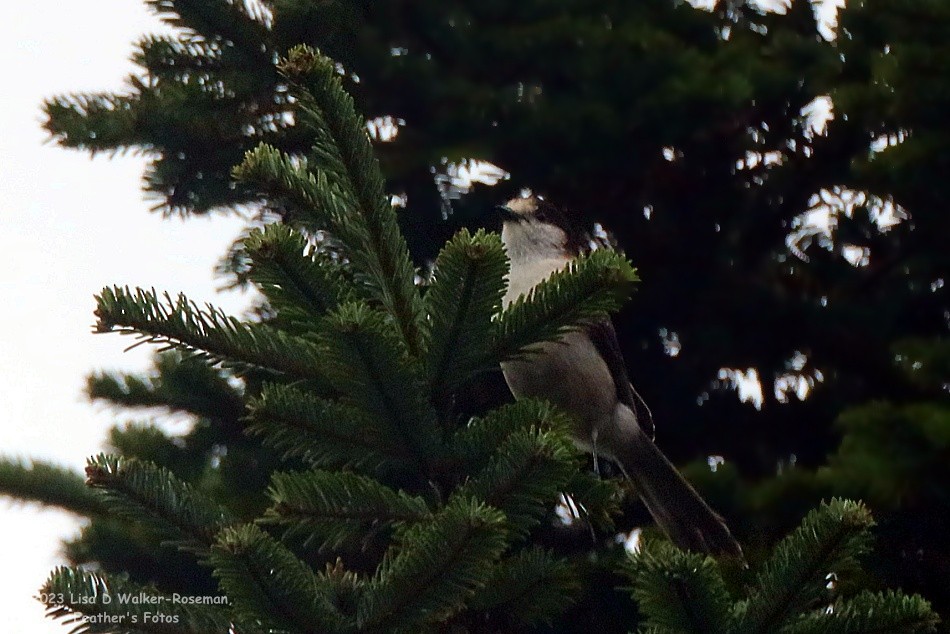 Canada Jay (Pacific) - Lisa Walker-Roseman