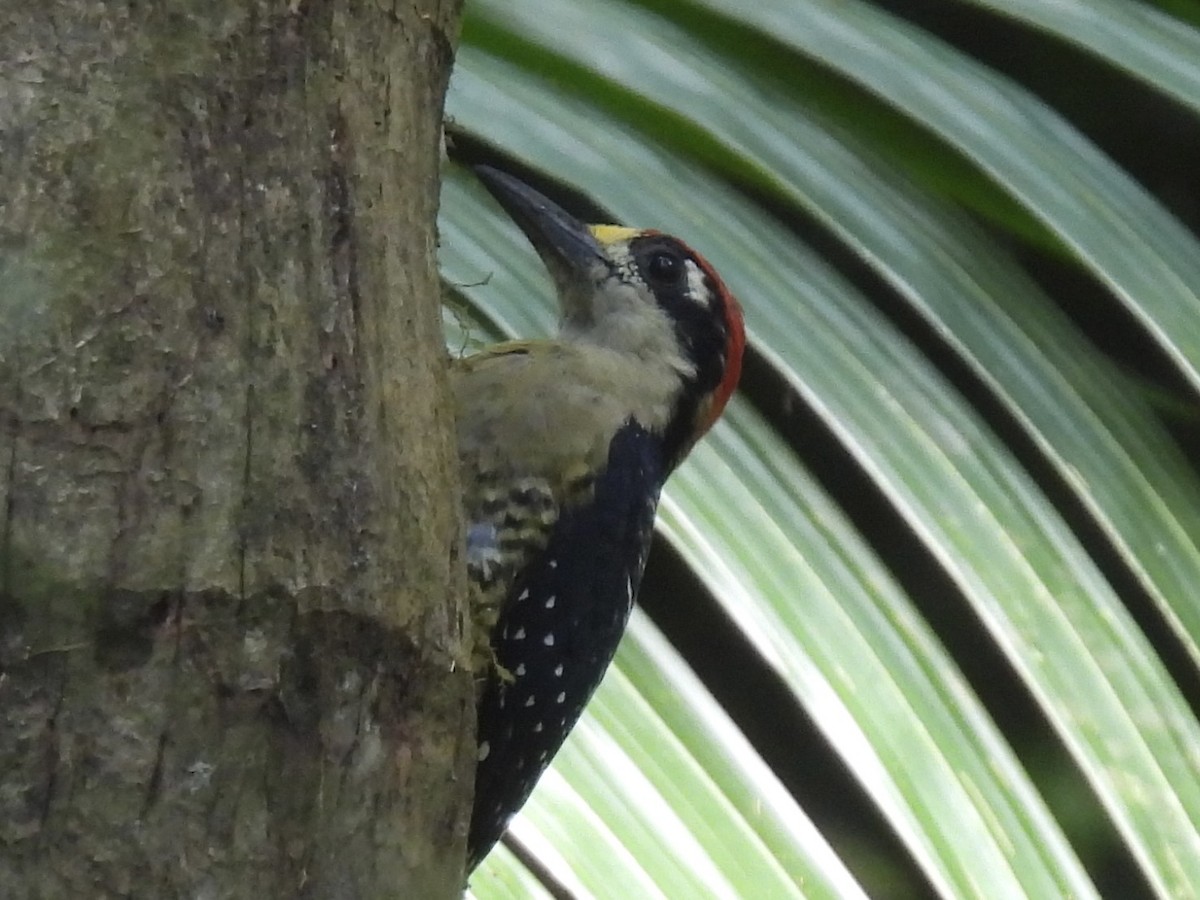 Black-cheeked Woodpecker - Erin Whitaker