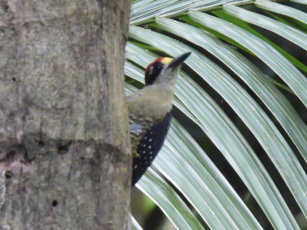 Black-cheeked Woodpecker - ML609939505