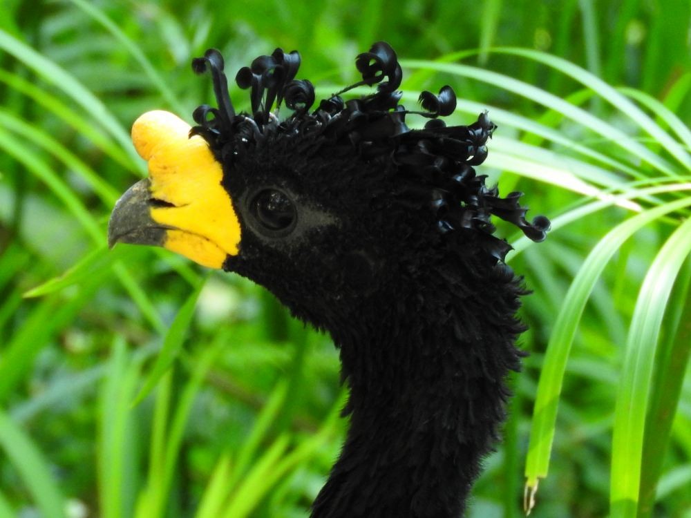 Yellow-knobbed Curassow - ML609939640