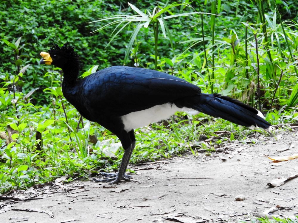 Yellow-knobbed Curassow - ML609939641