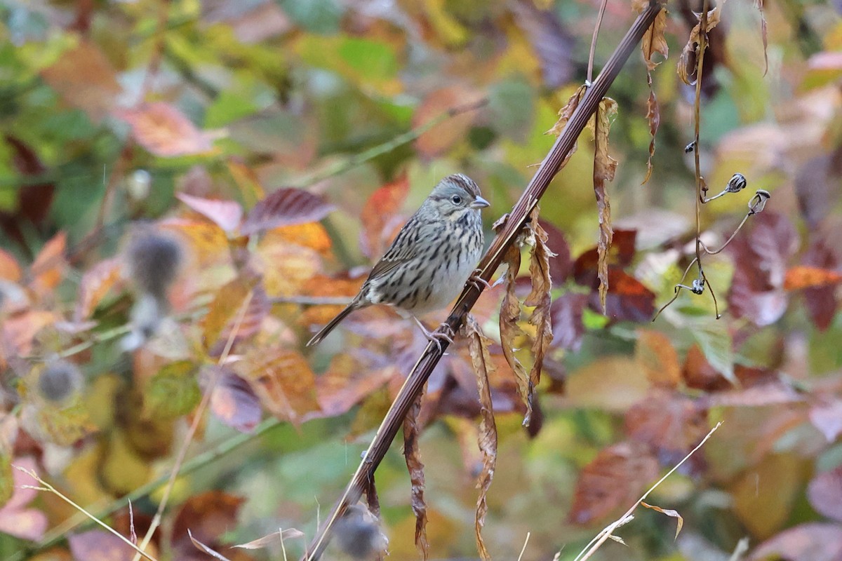 Lincoln's Sparrow - ML609939712