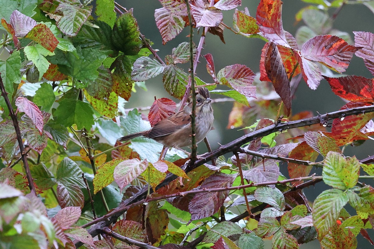 Swamp Sparrow - ML609939718