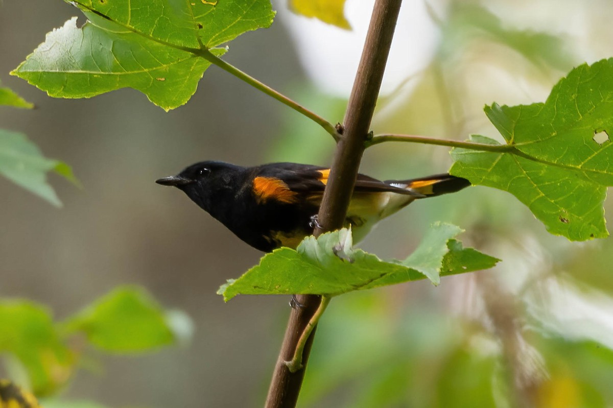 American Redstart - ML609939754