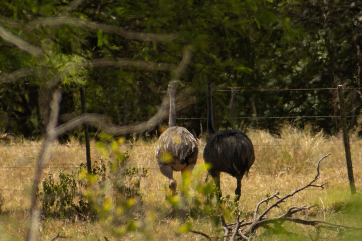 Greater Rhea - Mauro Méndez Renedo