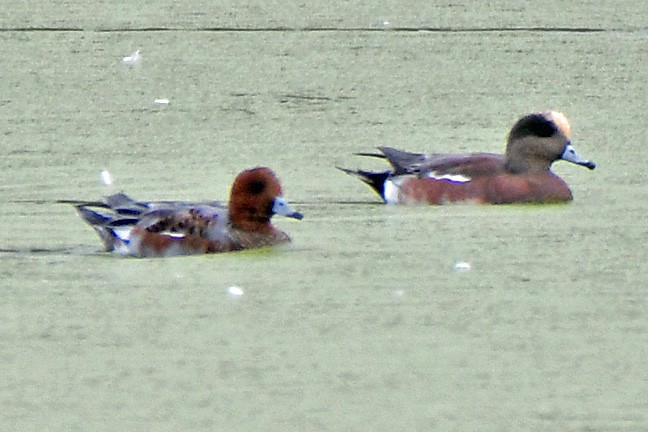 Eurasian Wigeon - ML609939838