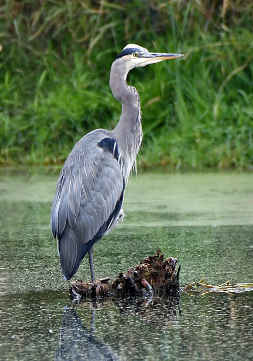 Great Blue Heron - ML609939841